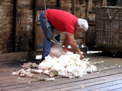 Farm Shear