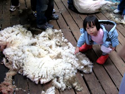 Farm Wool