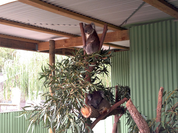 warrook farm koala